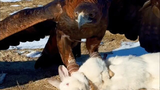 Elang emas, peringkat ketiga dalam daftar kekuatan tempur burung pemangsa #ElangEmas #SainsHewan #Sa