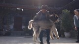 [Pecinta Anjing] Sekeluarga mencoba menggendong anjing 60 kg