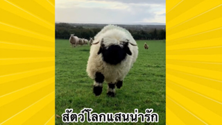 สัตว์เลี้ยงเพื่อนขนปุย : สัตว์โลกแสนน่ารัก