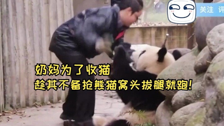 The zookeeper, determined to collect the panda cub, snatched its steamed bun while it wasn’t looking