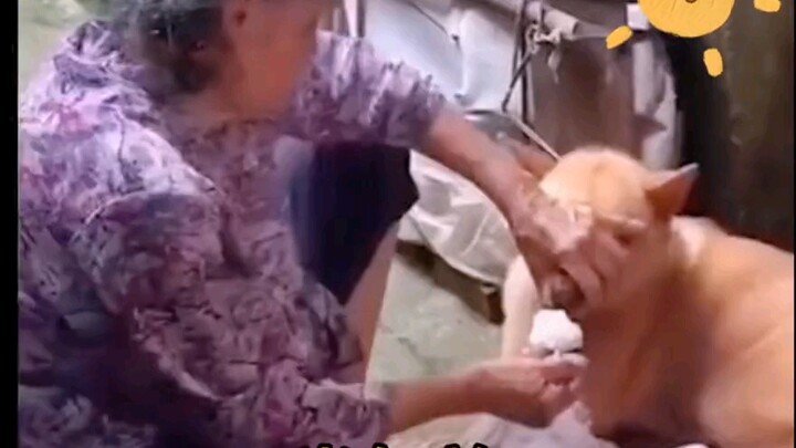 คุณย่า คุณไปแอบเรียนมาจากสามีฉันใช่ไหม? ทำไมหมาบ้านคุณ…