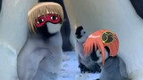 Phiên bản động vật Gintama, biến thành chim cánh cụt!