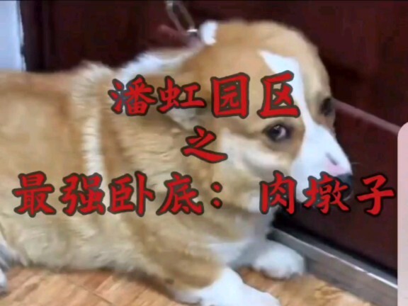 สายลับมือหนึ่งแห่งสวนอุตสาหกรรมพานหง: หมูนึ่ง