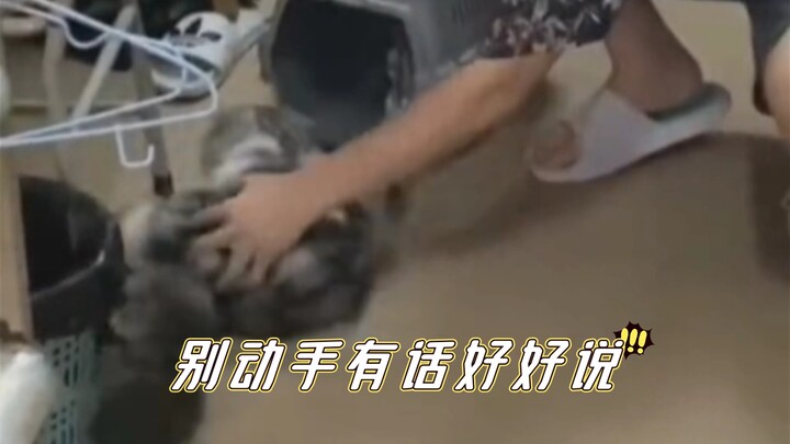 猫咪:这笼子质量真差，绝对不是我的问题