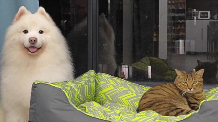 Anak Anjing: Sebenarnya aku tidak ingin terlalu sering tidur di kasur, tidak masalah jika aku duduk 