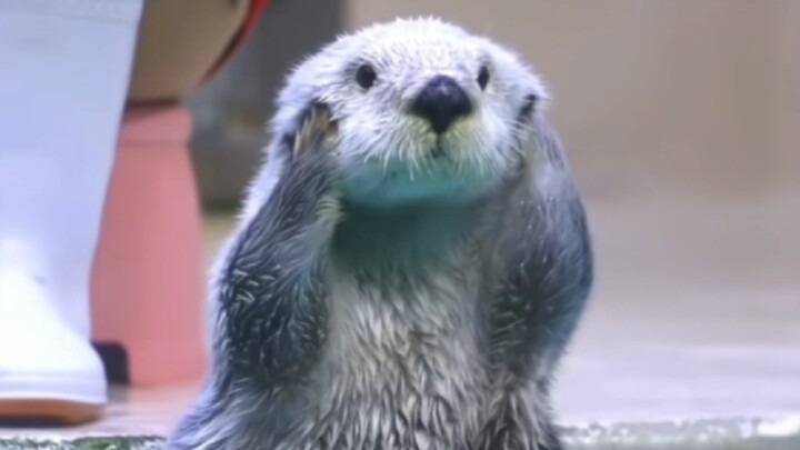 น่ารักเกินห้ามใจจนต้องวาดภาพสักหน่อย ยังไม่คิดรับงานตอนนี้ ^O^