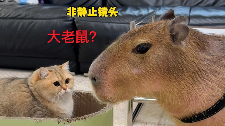 When Cats Meet Capybaras!