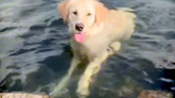 Anjing Penghibur: Tes Itu Hanyalah Kebohonganmu