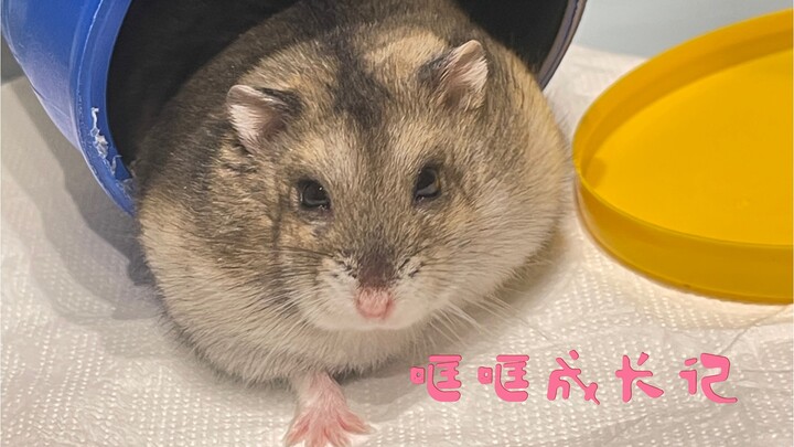 เลือกเรื่องราวของเจ้าหนูตัวนี้ขึ้นมาจากกองหนูมากมาย ชอบหนูของฉันมากกกก!!