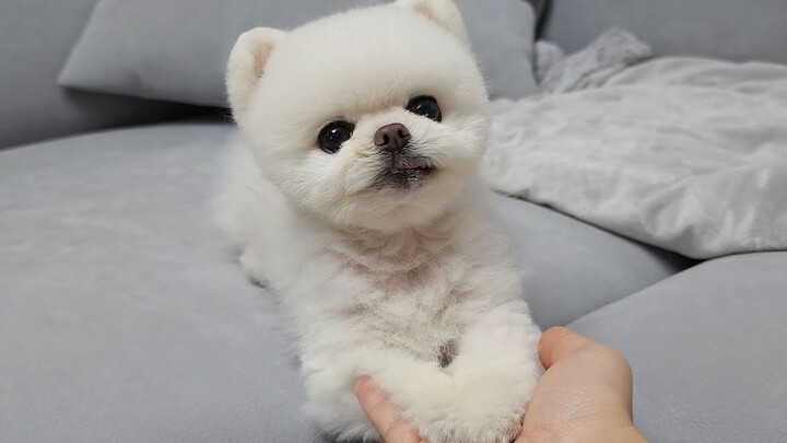 [Animal] [Dog] The Puppy's Apology