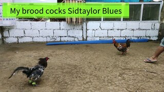 My Brood cocks
