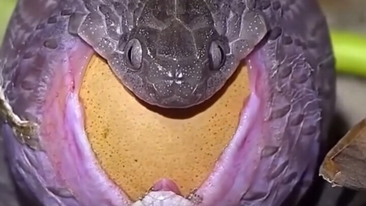 Snake, I seriously can’t fit anymore!