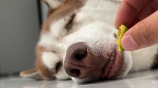 Husky: I just had a bitter dream!