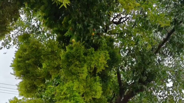 Pohon Jujube Sudah Gila???