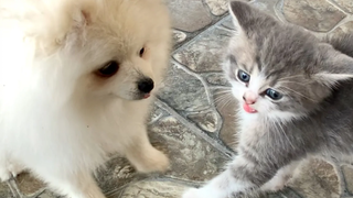 ลูกแมวผู้กล้าหาญพบกับสุนัข