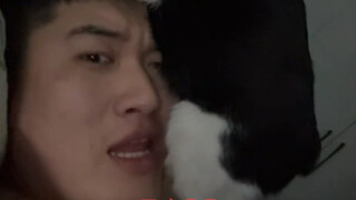 ماذا يفعل هذا القط！！！！