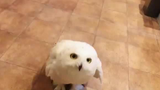 Your cute little snowy owl ( ´͈ ᵕ `͈ )◞