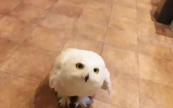 Your cute little snowy owl ( ´͈ ᵕ `͈ )◞