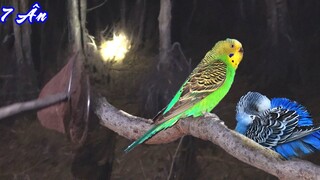 7 Ân Đi soi đêm (p1) bắt được CHIM ĐẸP