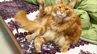 缅因猫坚持抬起一只脚，很难想象它经历了什么