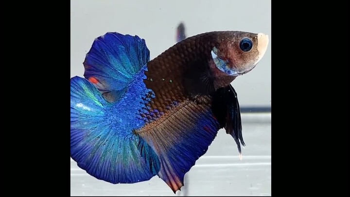 Rare Strain Betta Fish