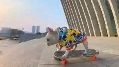 dog skater