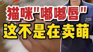 แมวทำปากยื่น แต่พวกมันไม่ได้แค่น่ารักเท่านั้น!