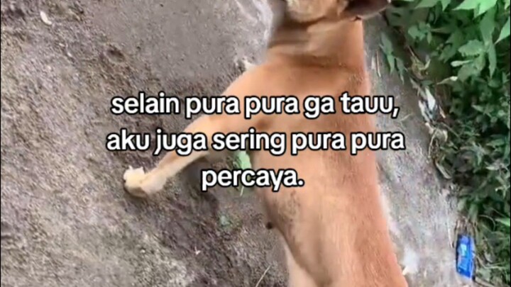 pura pura percaya aja