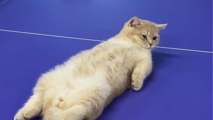 Kucing kecil menjajal seratus jenis profesi: pelatih tenis meja