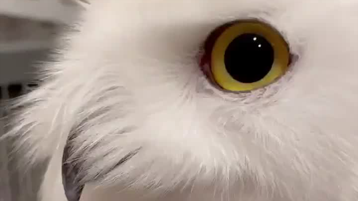 Unlock new Snowy Owl calls