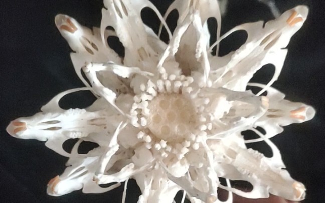 Bone Lotus: Skeletal Phobics, Enter at Your Own Risk