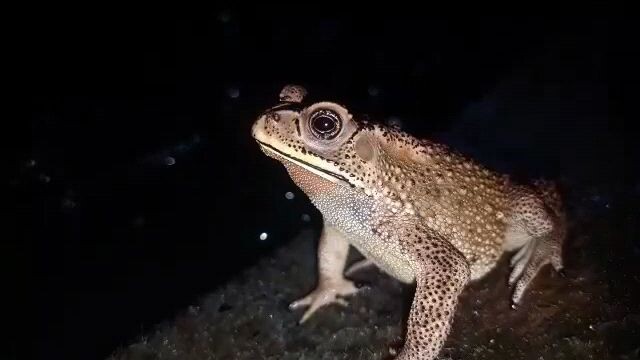 kodok