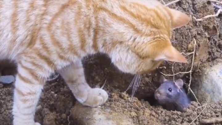 “Kucing dan Tikus, tolong jangan menipuku!”