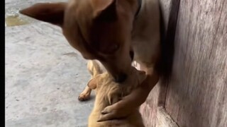 ลูกหมาลูบลูกแมวแบบไม่เบาไม่หนัก