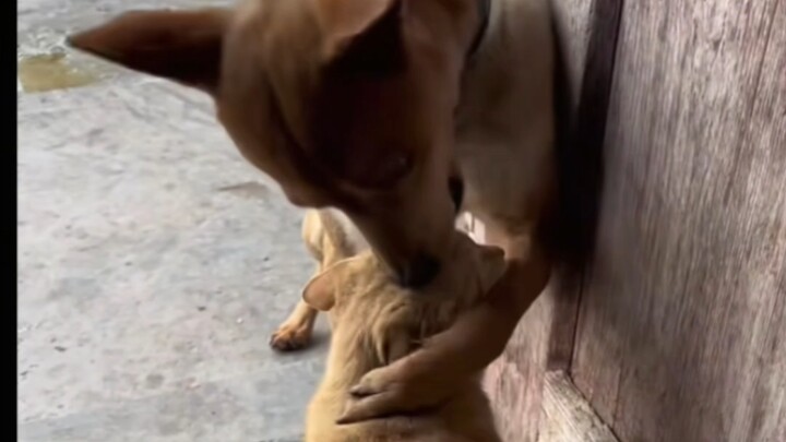 الجرو يلمس الهرة بلا حذر أو رفق