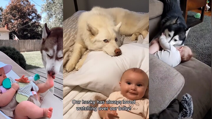 Những chú chó Husky nghiêm túc không nên quá hiền lành