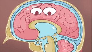 Hóa ra đúng là có nước trong não