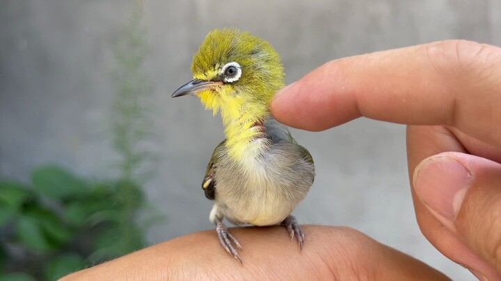 Angry Birds versi super imut