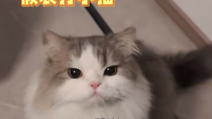 Turns out kittens who grow up surrounded by love don’t have “airplane ears”...