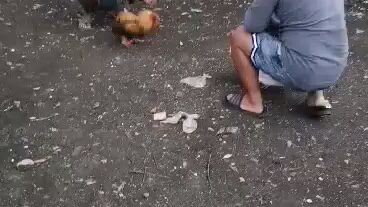 2days 3win sa Isang stag ko nayan😅