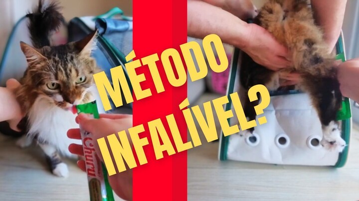 把猫咪骗进猫包的搞笑故事
