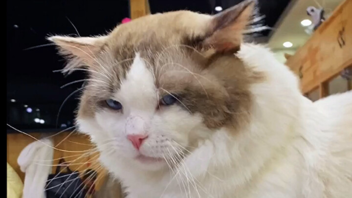 Sometimes there are short-clip cat cafes.