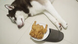 Apa anjing Husky akan bangun kalau ada ayam goreng di sebelahnya?