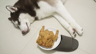 วางไก่ทอดไว้ข้าง ๆ ฮัสกี้ที่กำลังนอนหลับ ดูสิว่ามันจะตื่นไหม?