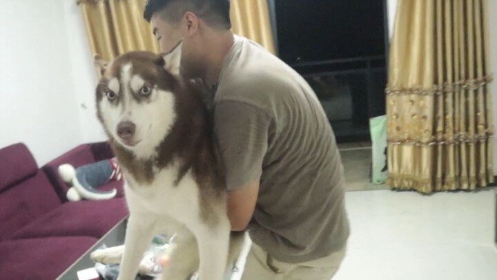 Can you spin a Husky around in circles and make it dizzy?