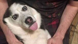 Husky Is Silliest Creature On Earth -  FUNNIEST Animals Video