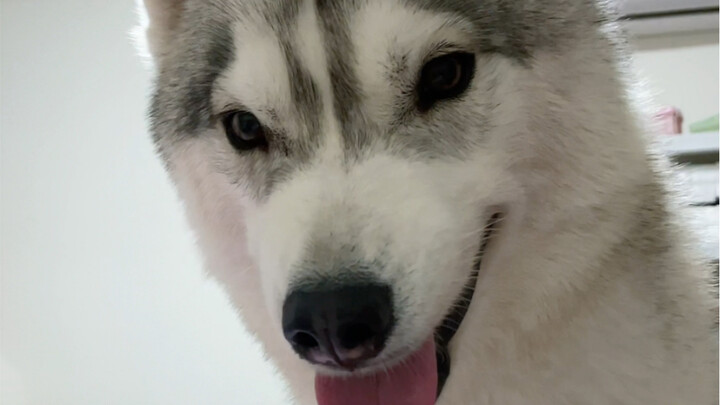 At 24, I bought a Husky with cash…