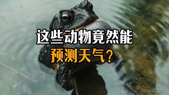 Can these animals really predict the weather?