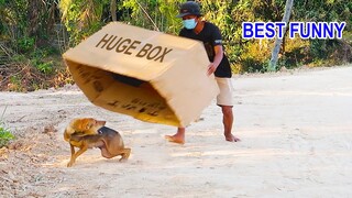 Best Funny Prank Super Huge Box vs Prank on Sleep Dog  Very Funny -@Mister FunTube