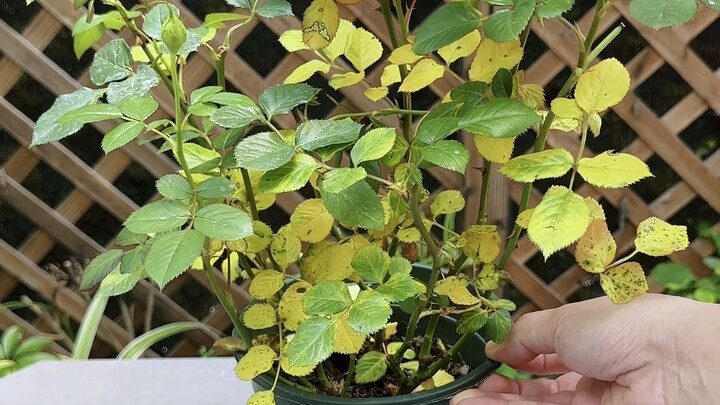 Causes of Yellowing Leaves in Plants